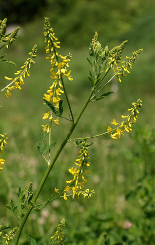 Yellow Sweetclover