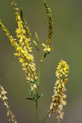 Yellow Sweetclover