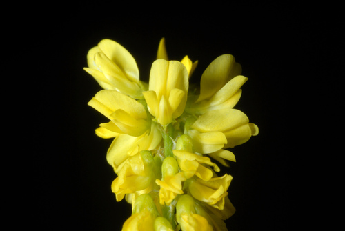Yellow Sweetclover