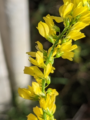 Yellow Sweetclover