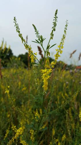 Yellow Sweetclover