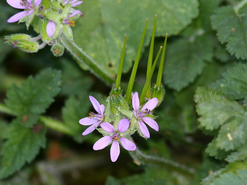 musk stork's-bill