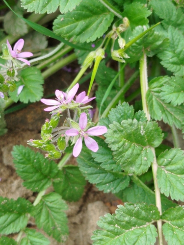 musk stork's-bill