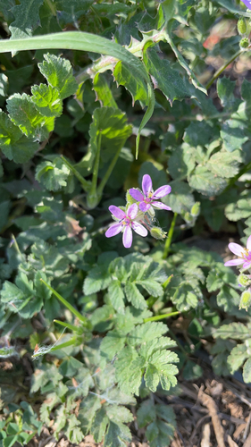 musk stork's-bill