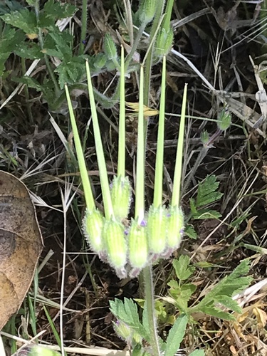 musk stork's-bill