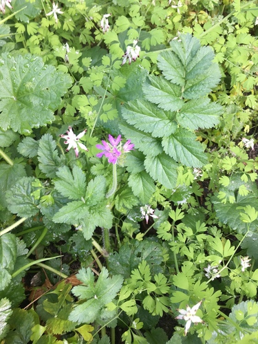 musk stork's-bill