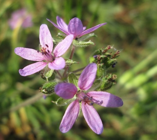 musk stork's-bill