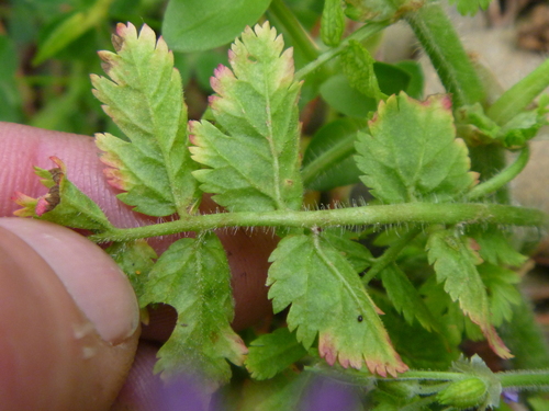 musk stork's-bill