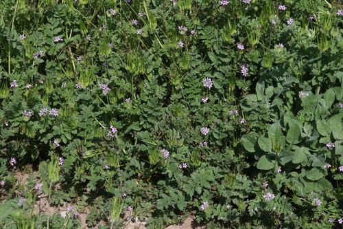musk stork's-bill