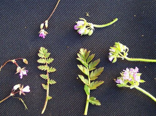 musk stork's-bill