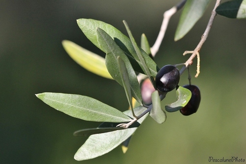 Olive