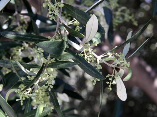 Olive