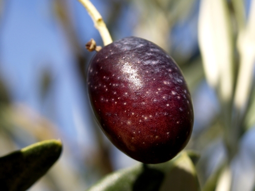 Olive