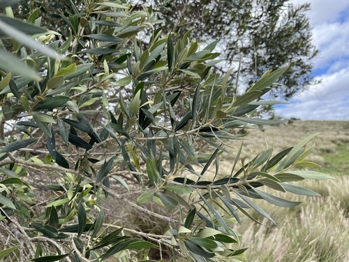 Olive