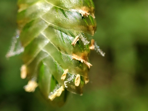 Greater Quaking Grass
