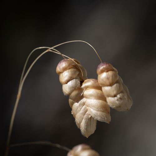 Greater Quaking Grass