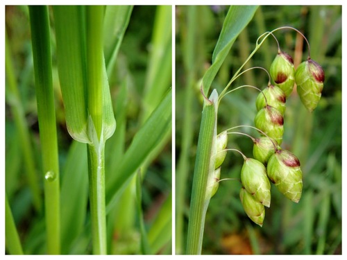 Greater Quaking Grass