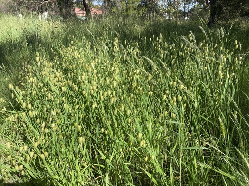 Greater Quaking Grass