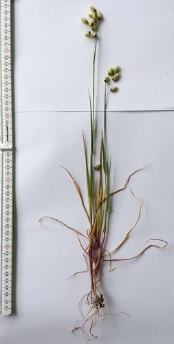 Greater Quaking Grass