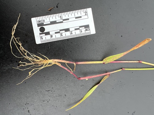Greater Quaking Grass