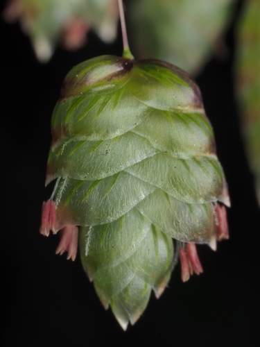 Greater Quaking Grass