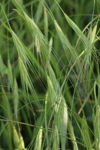Barren Brome