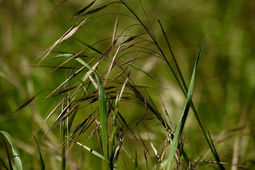 Barren Brome