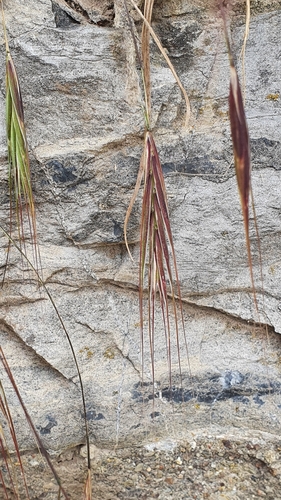 Barren Brome