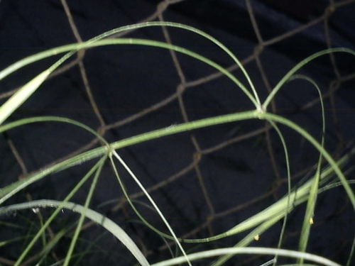 Barren Brome