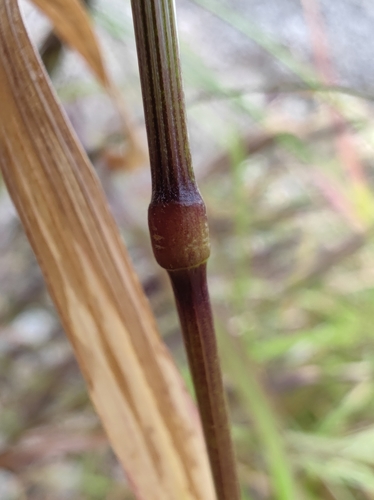 Barren Brome