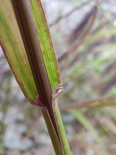Barren Brome