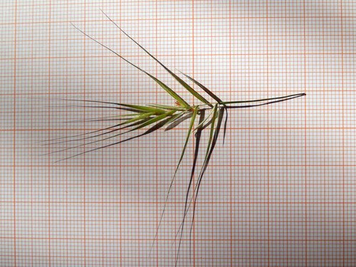 Barren Brome
