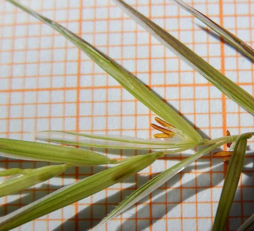 Barren Brome