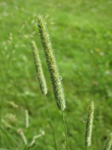 Timothy grass