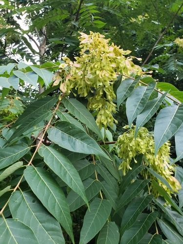 tree-of-heaven