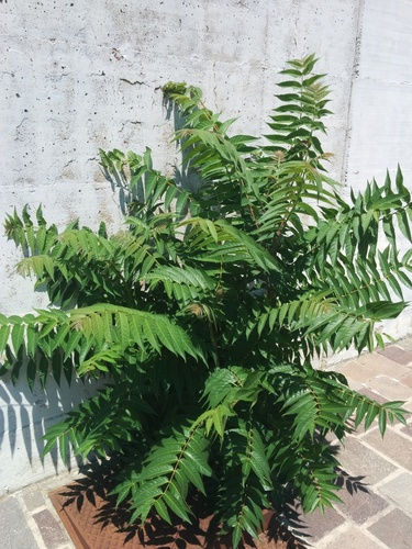 tree-of-heaven