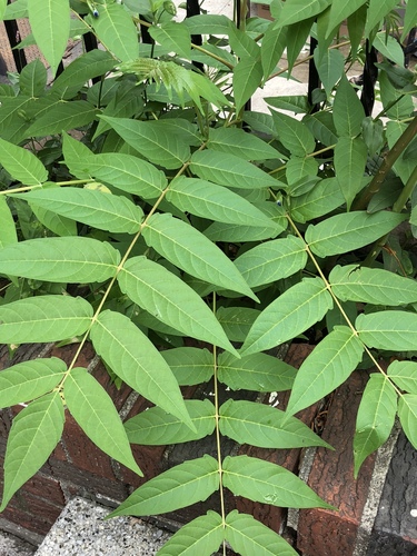 tree-of-heaven