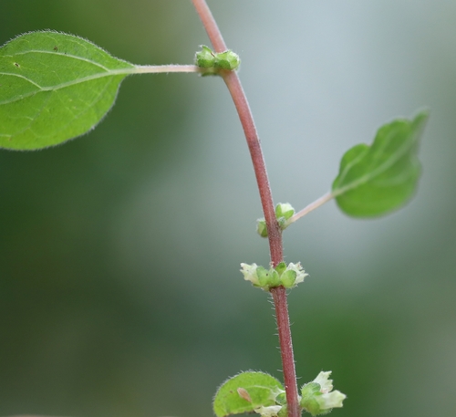 pellitory-of-the-wall