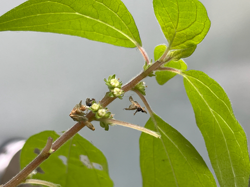 pellitory-of-the-wall