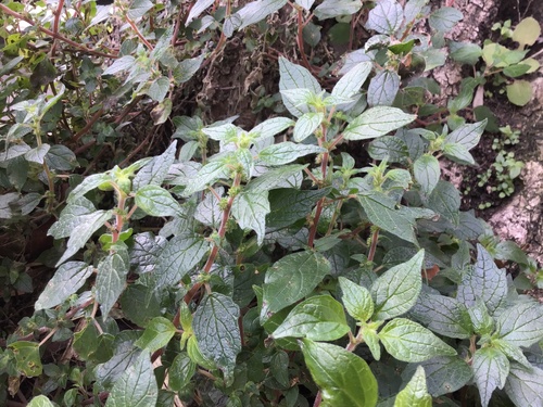 pellitory-of-the-wall