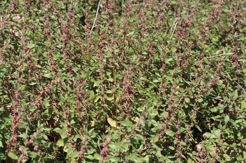 pellitory-of-the-wall