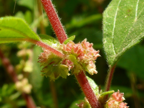 pellitory-of-the-wall