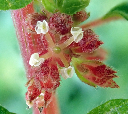 pellitory-of-the-wall