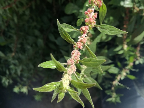pellitory-of-the-wall
