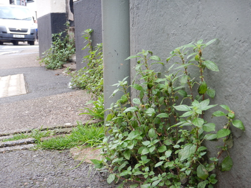 pellitory-of-the-wall