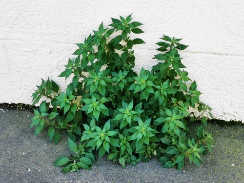pellitory-of-the-wall
