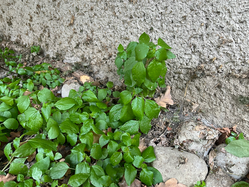 pellitory-of-the-wall