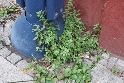 pellitory-of-the-wall