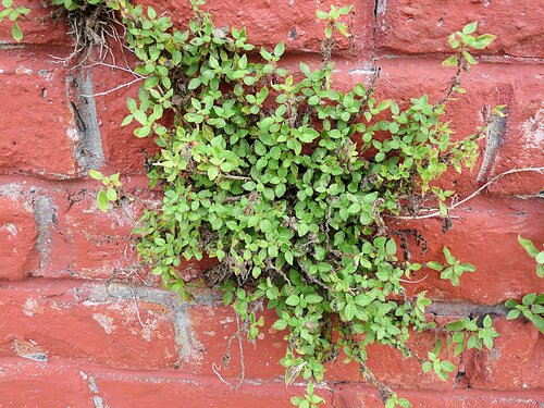 pellitory-of-the-wall