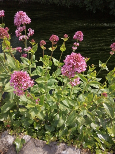 Red Valerian